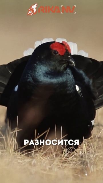 Что вы не знали о тетереве? RikaNV познавательный