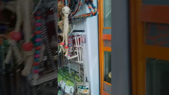 я в магазине четыре лапы