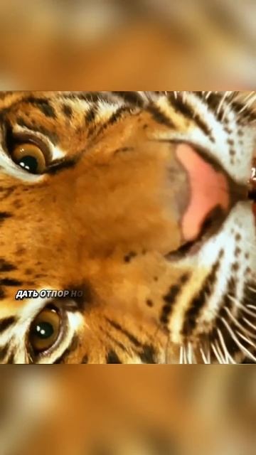 🍿 Два брата тигра встретились на бойцовской арене