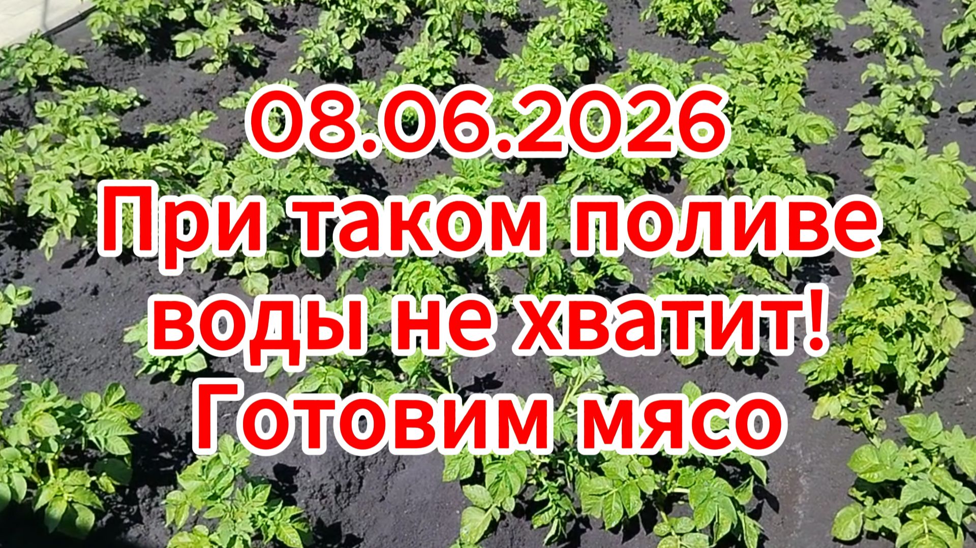 08.06.2026 При таком поливе воды не хватит! Готовим мясо