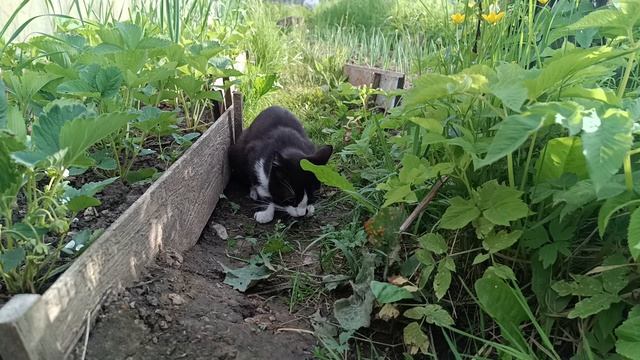 Кот учит сына ловить мышь