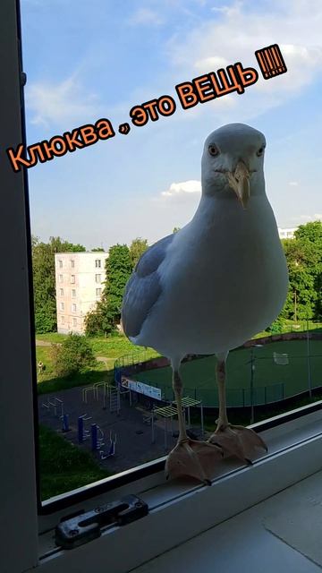 Любитель клюковки