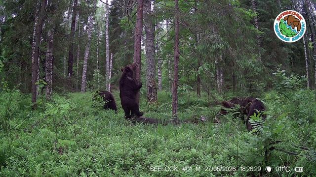 27.05.2026.Медведь.Заповедник Большая Кокшага.Медведица с тремя медвежатами днем идут в лесной чаще