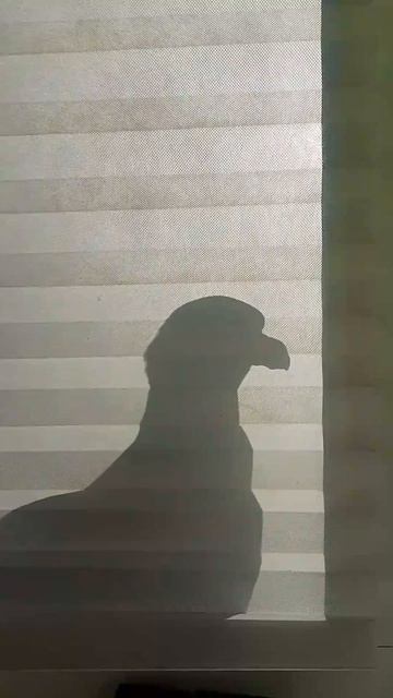 Театр Теней