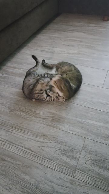 Игра 🐱 КОШКИ с 🐱 КОТЕНКОМ. Смешные животные. 09.06.26