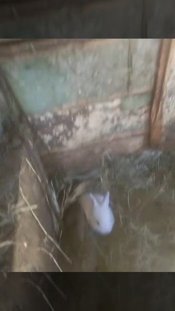 учасный каябостол ,не в двух Деепричастиях/*==!