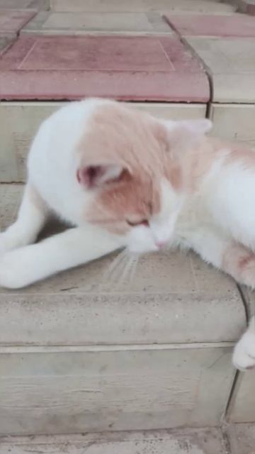 Котейка после жаркого дня.