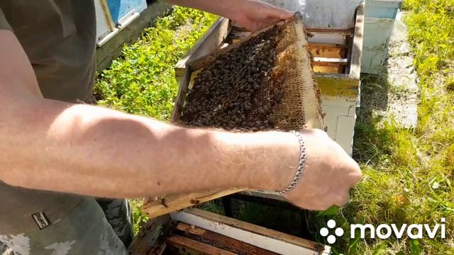 ПРОВЕРКА ЛОВУШЕК🐝5.06.2026 #РОЙ #пчелы #пасека #пчеловодство