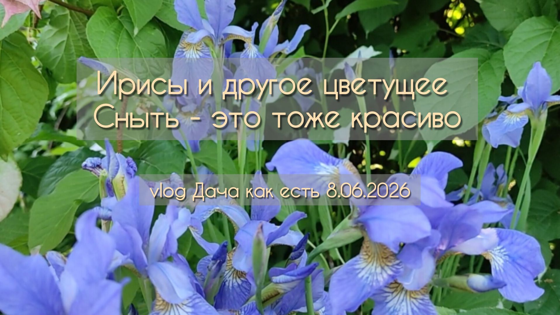 Зацветают ирисы, розы и сныть. Делаю указатели и ещё всякое / Vlog Дача как есть  8.06.2026