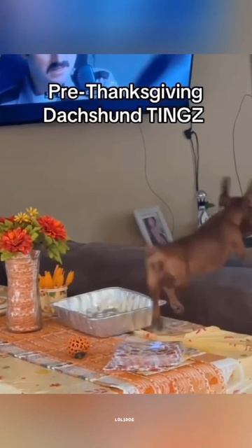 Loyal Protectors, Funny Fails, And Dogs Who Understand Every Word
