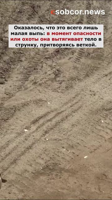 В Дагестане странная птица напугала одного местного жителя
