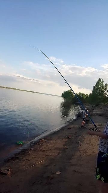 В Волгограде пошла селедка!