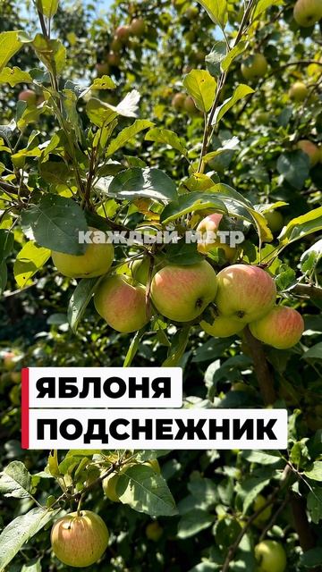 Топ-3 компактных яблони для маленького сада 🍎 Урожай без лестниц и гигантских деревьев