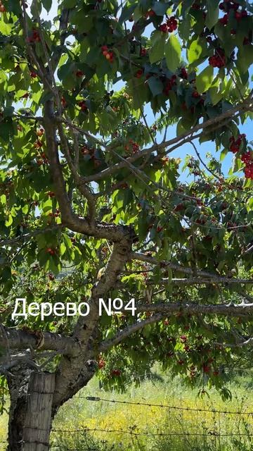 Собираем черешню