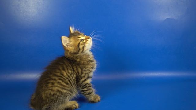 Сибирский котик Ulaf Crown Of Siberia, 2 месяца, шикарный традиционный черный тигровый окрас
