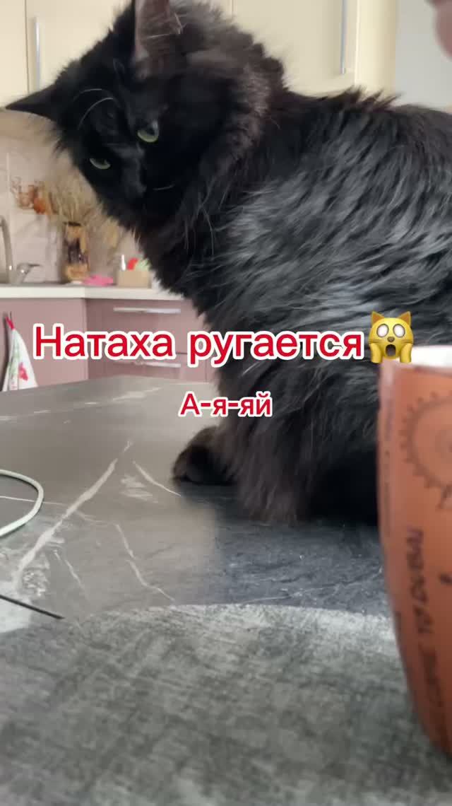 Котя грызет зарядку от телефона