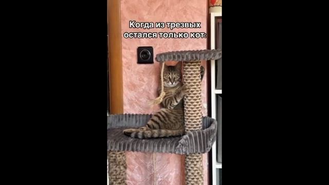 Котэ в шоке