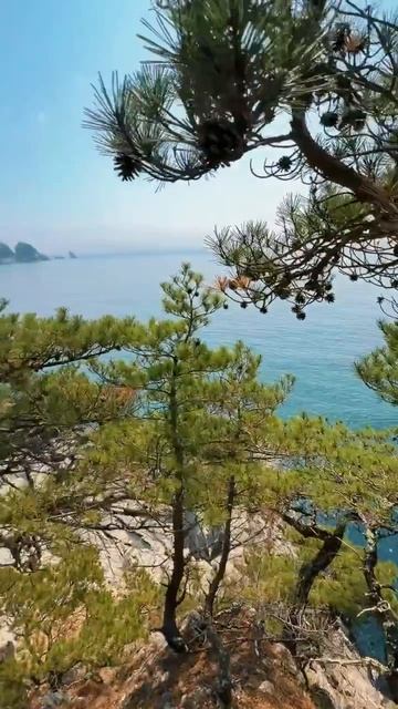 🌊 Затейливые сосны, цветущие рододендроны, бирюзовое море — всё это наше Приморье! #бухтателяковског