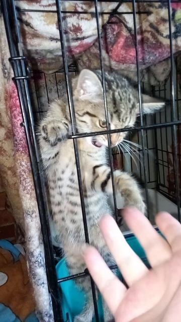 🪟Ах, как хочется из клетки-в новый мир!Но-