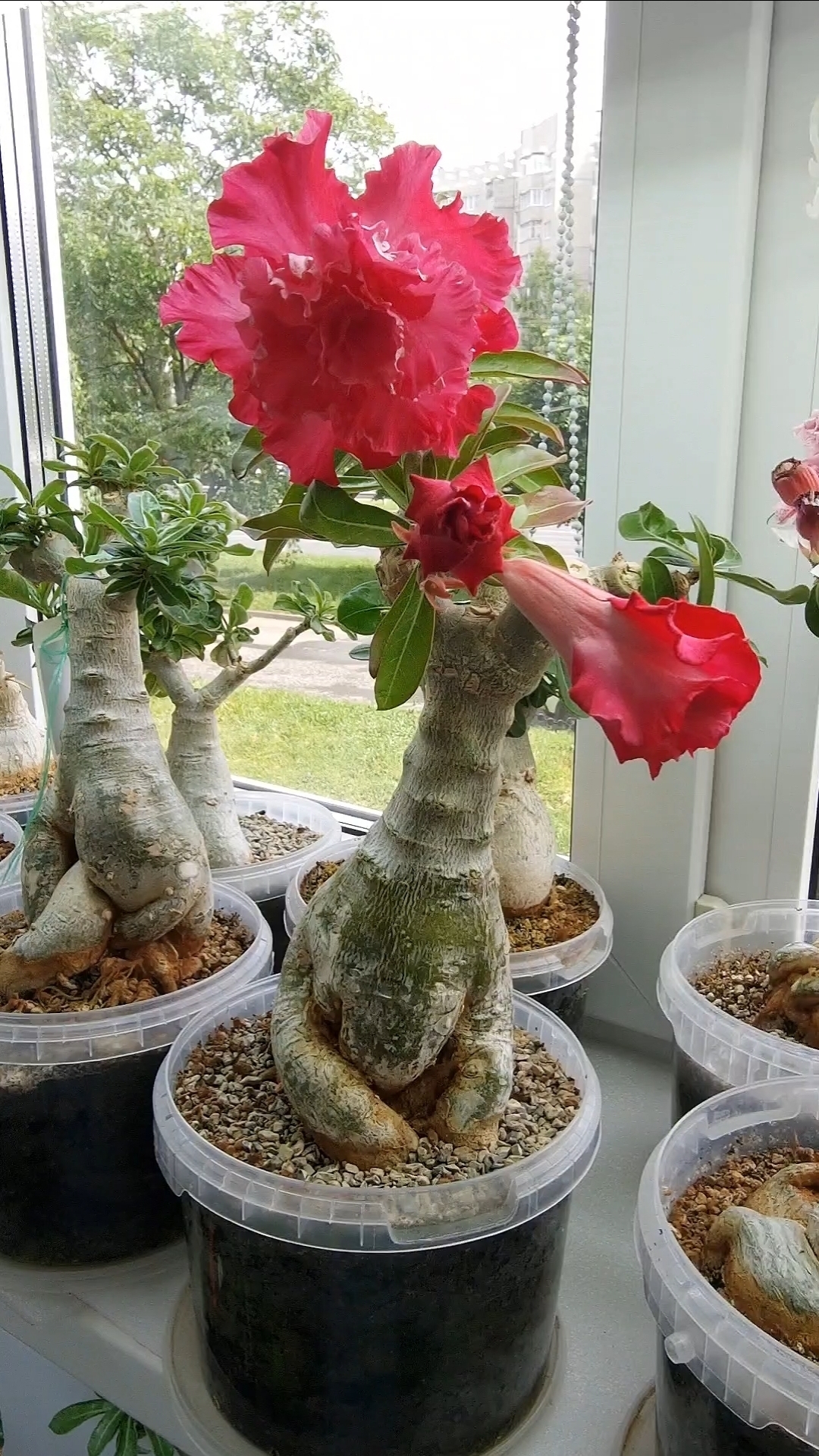 Камелия(Camellia). Адениум.