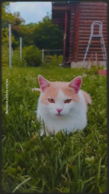Игривый котейка