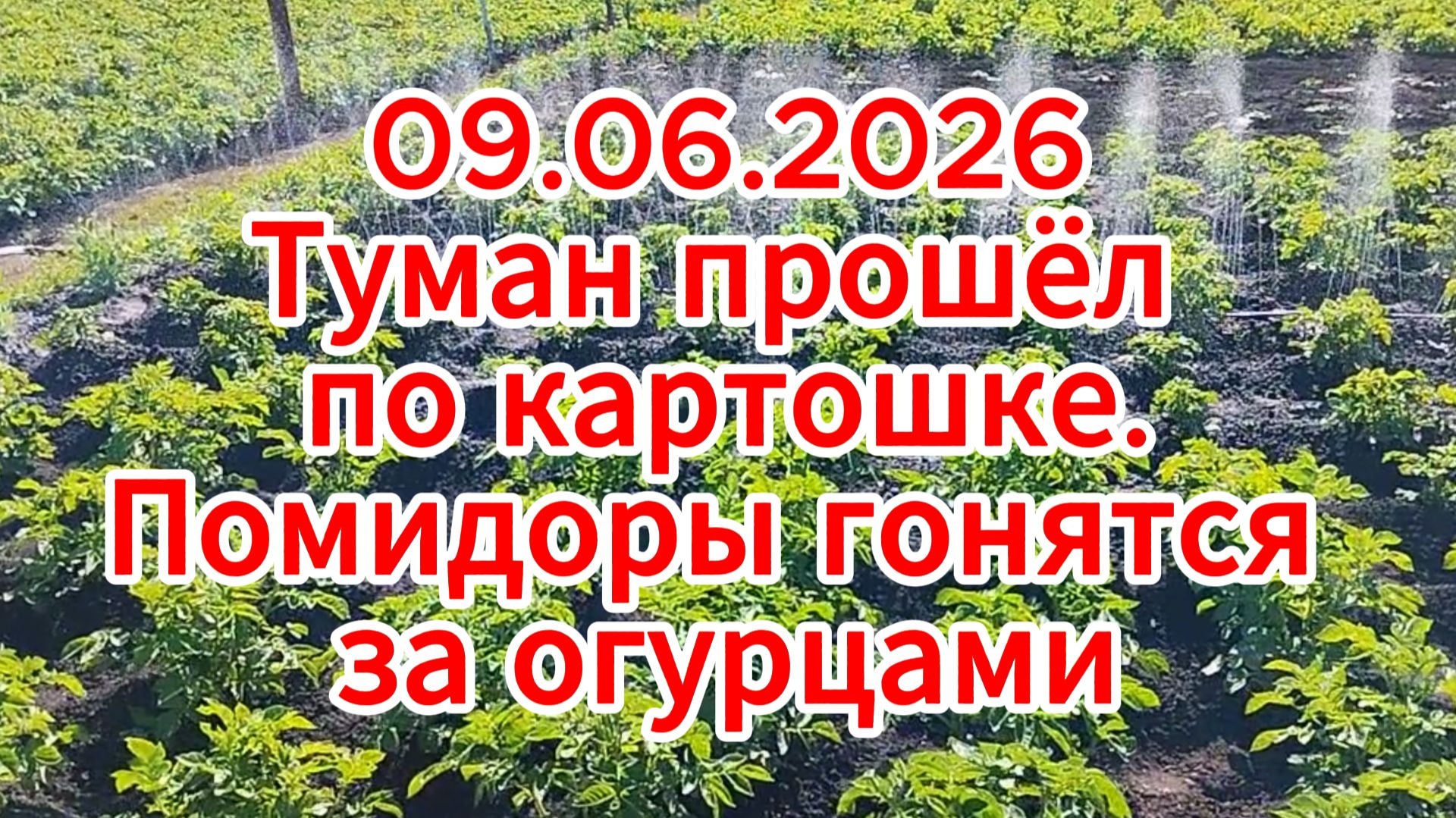 09.06.2026 Туман прошёл по картошке. Помидоры гонятся за огурцами