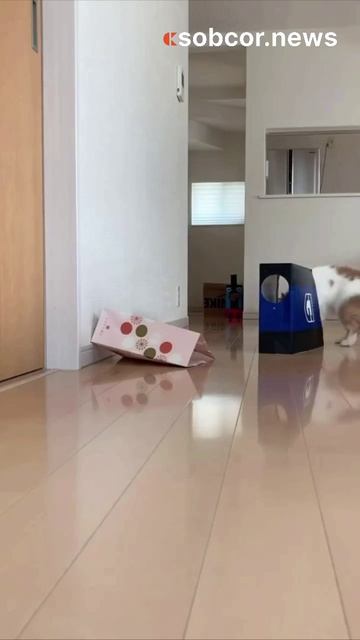 Модный показ от Котонтино #котики #юмор #прикол #смешное