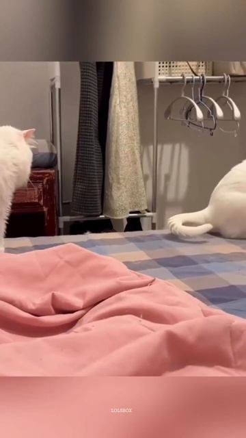 Protective Cats, Random Cat Logic & First-Time Parent Adventures
