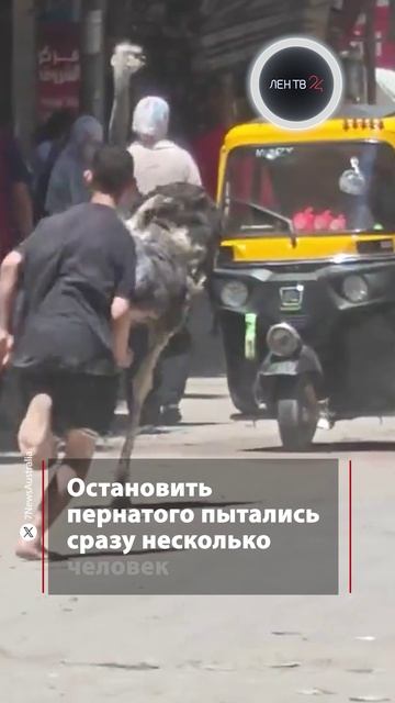 Страус устроил переполох в Египте