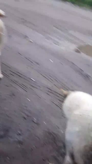💦А в дождь так хочется домой! Но 😥 не берет никто. Так и живут они со мной. Храни  иХ, ,БОЖЕ МОЙ!