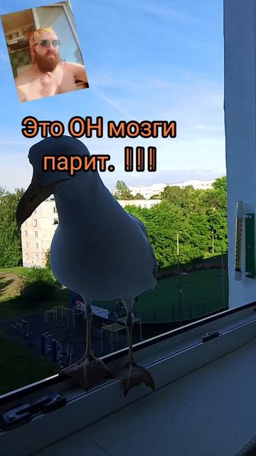 Заморские сосиски!.mp4