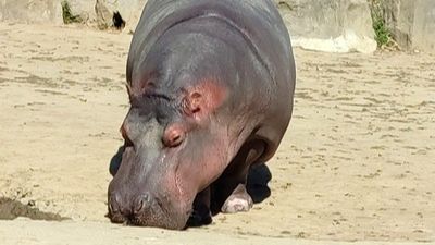 Животные, птицы и рыбы