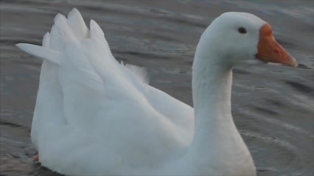 Гусь - странник
