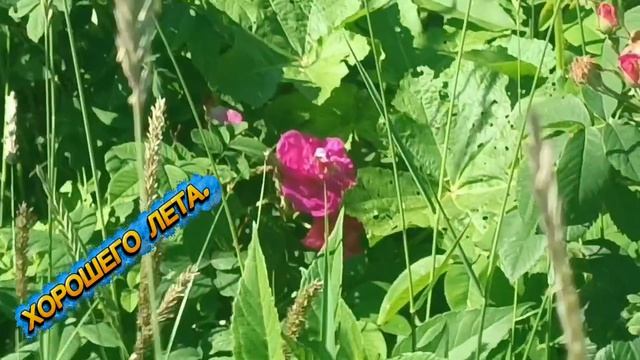 ЭЛВИН ГРЕЙ&CKAHИ **ИЩУ ** РАНО УТРОМ. ВСЁ ИДЕАЛЬНО💯✨