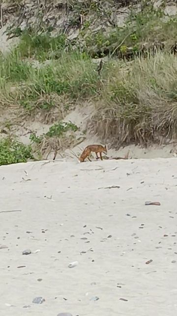лиса на берегу моря 🌊🦊