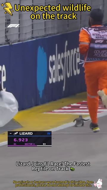 Wildlife On The Track! MotoGP’s Most Shocking Moments #usa #motogp #foryou