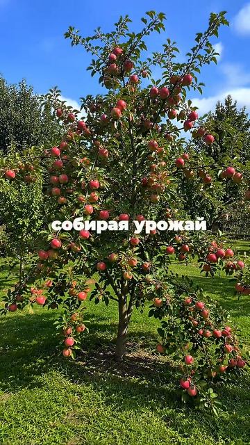 Посылка с саженцами отправляется в Хабаровск