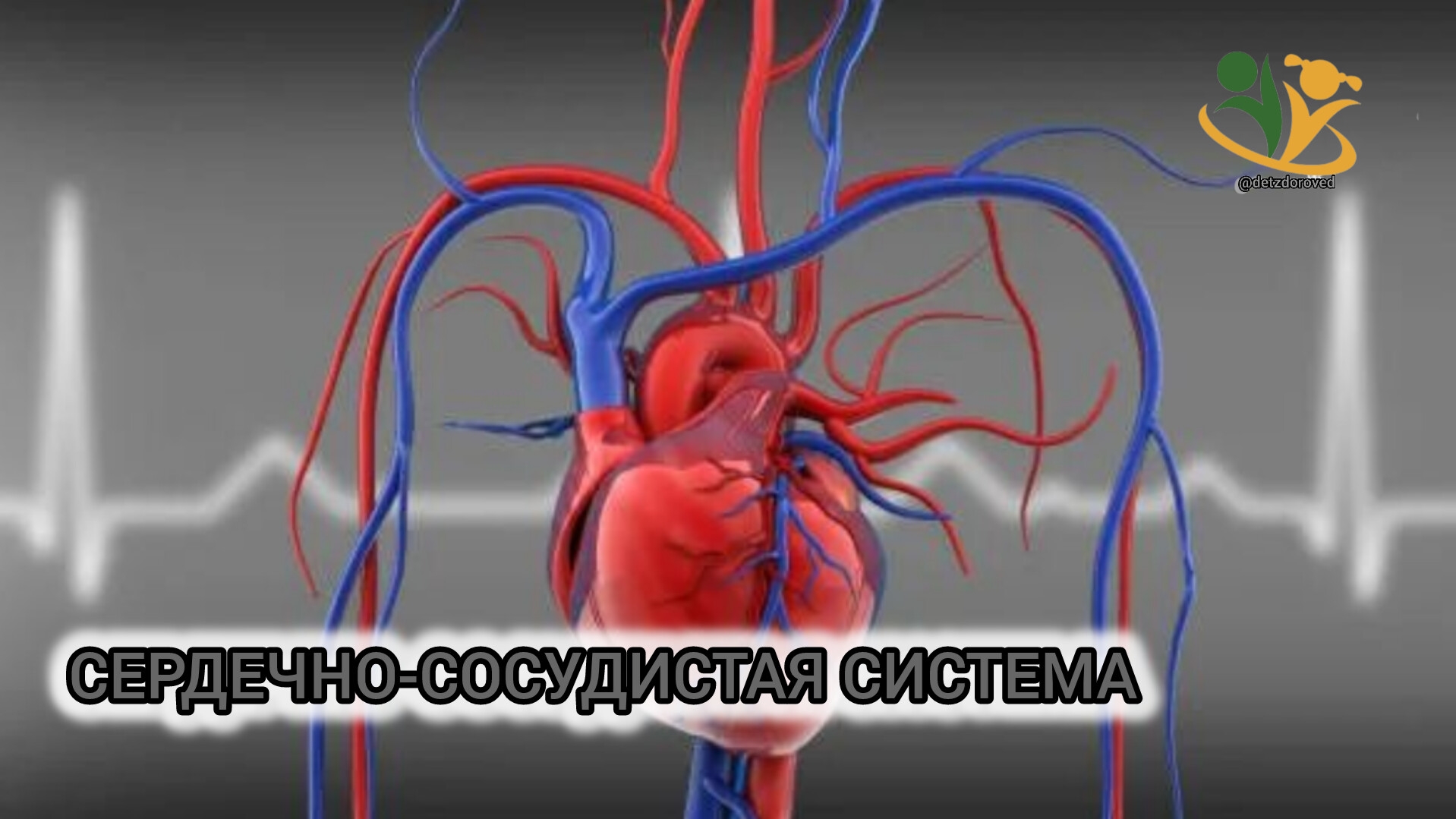 💥Сердечно-сосудистая система. О.А.Бутакова