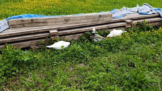 Куры 🐔🐓 в загоне,  утки 🦆 на прогулке. Вот такая жизнь в деревне 🏠🌞