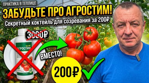 ЗАБУДЬТЕ ПРО АГРОСТИМ! Секретный коктейль для созревания томатов за 200₽