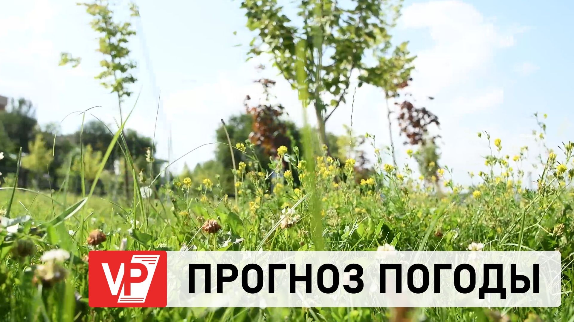 ПРОГНОЗ ПОГОДЫ ПО ВОЛГОГРАДУ И ОБЛАСТИ С 12 ПО 18 ИЮНЯ