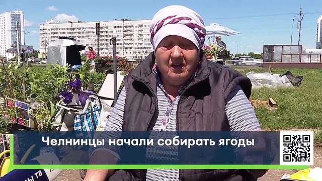 Челнинцы начали собирать ягоды