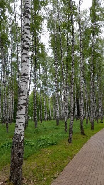 🌱Берёзы!🌱