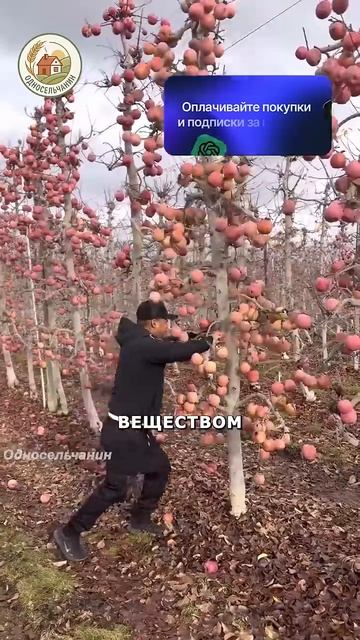 Кольцевание плодовых деревьев