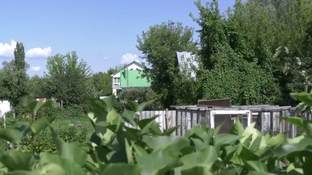 Воронежцы стали реже выращивать на огородах ягоды и фрукты