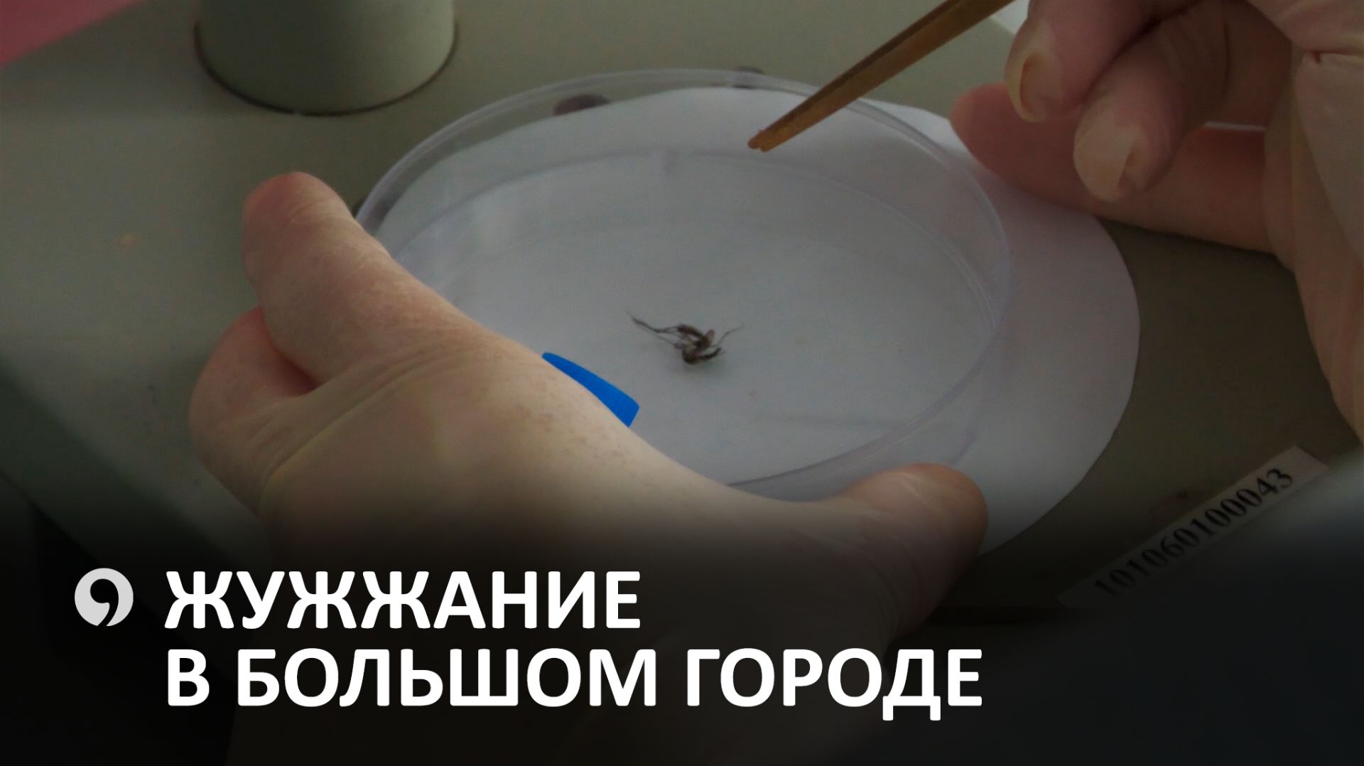 Какие опасности могут принести укусы комаров?
