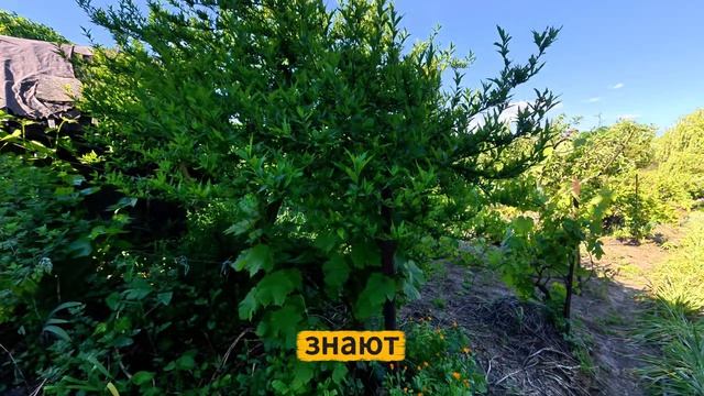 Участок 21 сот. (ЛПХ)