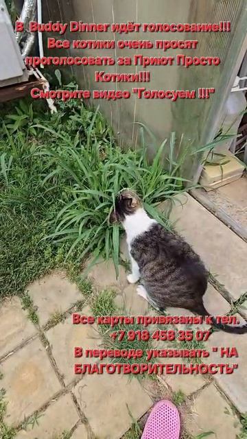 Голосуем!