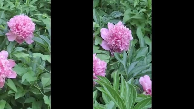 Beautiful Summer And Beautiful Classic Music 🎶🎵🌳🌲☘️🍀🌿🌸🌷💕🩷💜❤️🧡💛💚💙🩵♥️💓☀️🌼⚘️🌺🍃💐.mp
