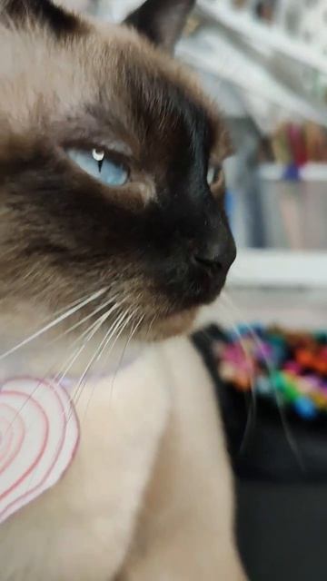 Милота в кадре 😍